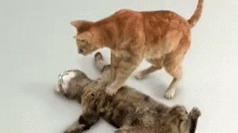 Dead Cat Cpr GIF