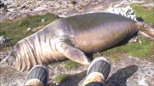 sea lion GIF