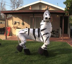 Zebra Groupies GIF