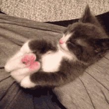 Kitten Stretching GIF