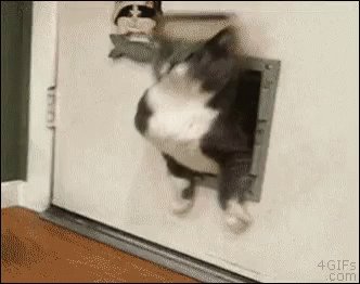 Cats Fat GIF