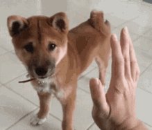 Dog High Five GIF