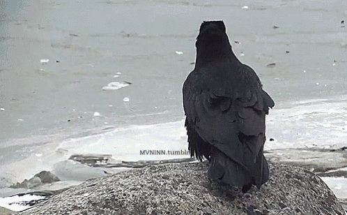 Ravens Love GIF