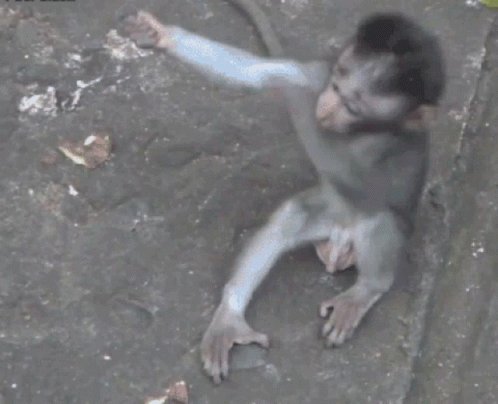 Baby Monkey GIF