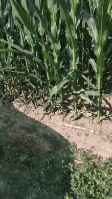 Corn GIF