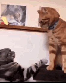 Cats Fighting Fighting Cats GIF