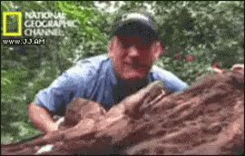 Snake Attack GIF