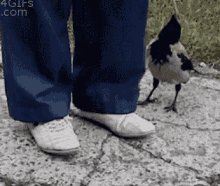 Crow Thief GIF