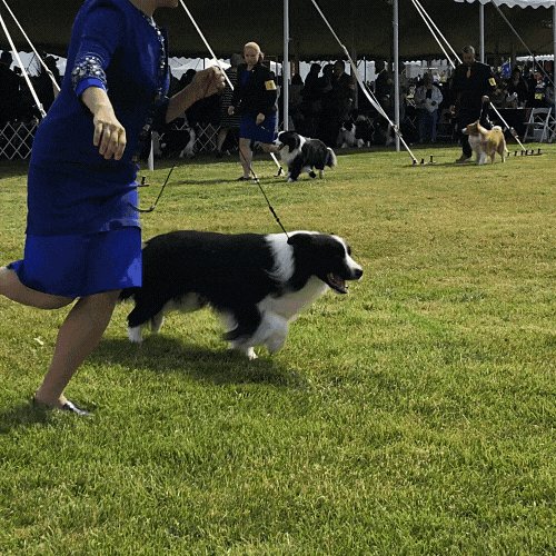 Westminster Dog Show on Twitter "Last Group of the night, may we have