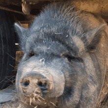 Love You Pig Kiss GIF