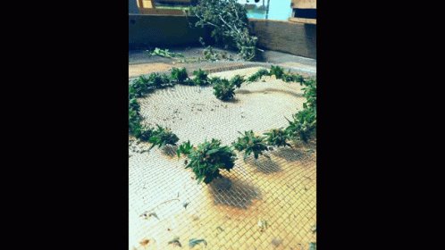 302 tree plugs hmu need some weed from like 2010 some fire I'm young CJ from Delaware not CALIFORNIA