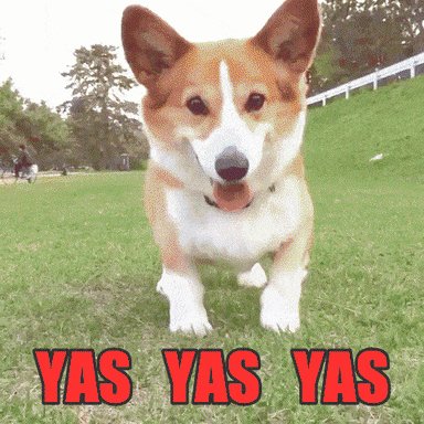 excited dog GIF by chuber c...