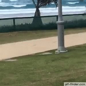 Dog Jump GIF