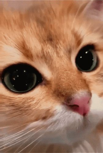 Listen 📀《 ARP 》 on Twitter: 