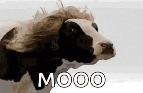 Good Morning GIF