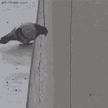 Pigeon Falling Matvey GIF