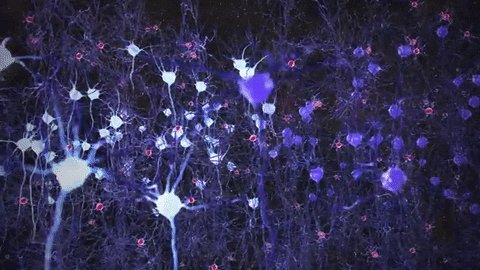 research neurons GIF by MIT 
