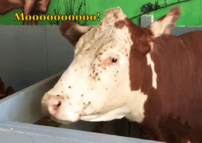 Topsfield Fair Cow GIF