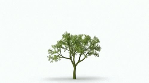 Tree Green GIF
