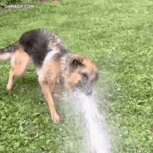 Thirsty Dogs GIF