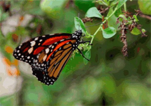 Borboleta Butterfly GIF