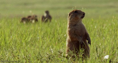 prairie dog rodent GIF by H...