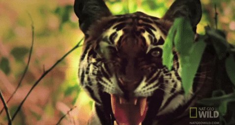 angry nat geo GIF by Nat Ge...