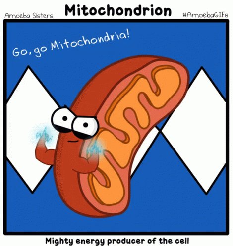 Mitochondria - Mighty Energ...
