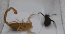 Scorpion Vs GIF