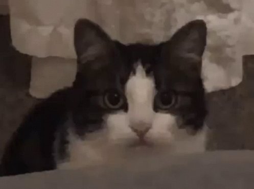 Sushichaeng Stan Twitter GIF