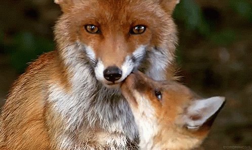 Fox Kiss GIF