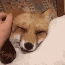 Fox Cute GIF