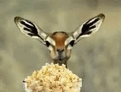 Popcorn Entertainment GIF