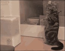 Steam Standing Cat GIF