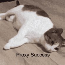 Proxy Success Proxy GIF
