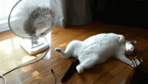 Cats Pussycat GIF