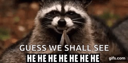 Raccoon Weird GIF