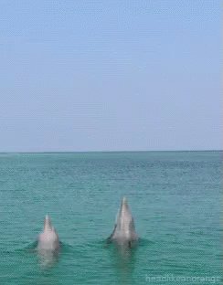 Sea Jumping GIF