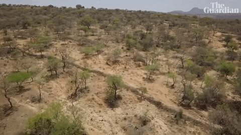 africa trees GIF by guardian