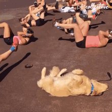 Yoga Dog The Pet Collective GIF