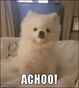 Doggo Cold GIF