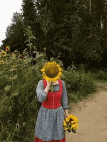 Sunflower Nature GIF