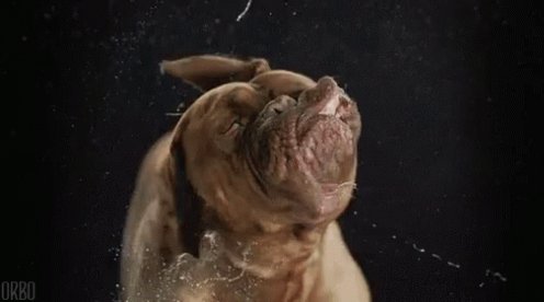 Dog Drooling GIF