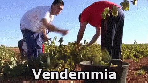 Vendemmia Uva Vino Raccogli...