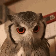 Angry Angry Owl GIF