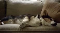 Dog Waddle GIF