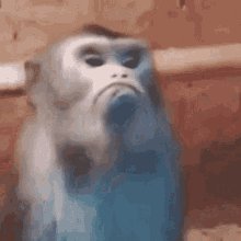 Monkey Monkeys GIF