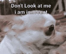 Innocent Illicent GIF