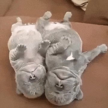 trisberrybliss on Twitter: "@in2eatnu What about just regular puppies