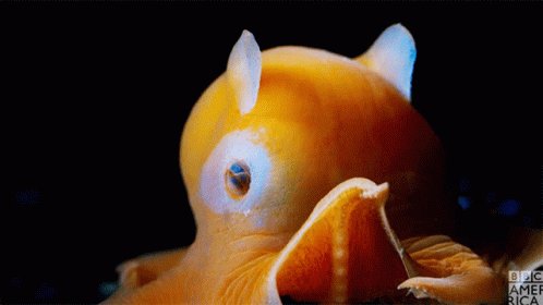 Adorabilis Dumbo Octopus GIF